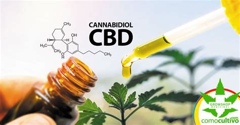 Los Efectos Medicinales Del Cannabidiol Cbd