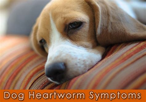 Symptoms of Heartworm Disease in Dogs