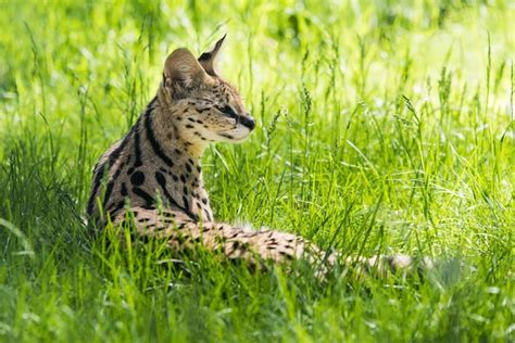 Serval Leptailurus Serval Descansa Na Grama Foto Premium