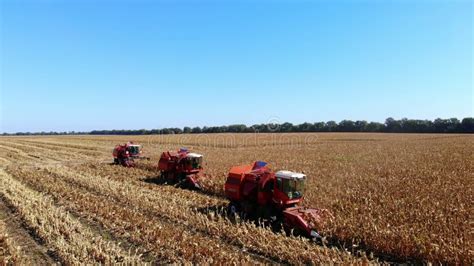 Aerial Top View Three Big Red Combine Harvester Machines Harvesting