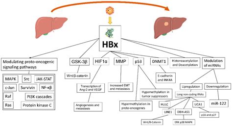 Viruses Free Full Text Hepatitis B Virus Associated Hepatocellular