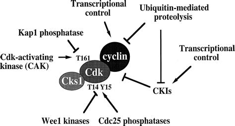 The Role Of Cdk7 In CAK Function A Retro Retrospective