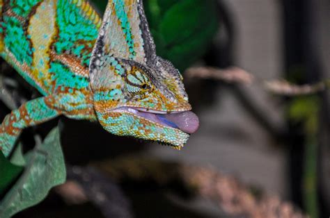 What Do Pet Chameleons Eat? Diet & Nutrition Guide – Chameleon School