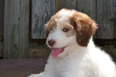 Aussiedoodle - Australian Shepherd-Poodle Mix. The newest addition to ...