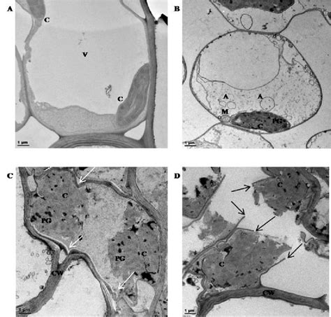 Transmission Electron Micrographs Tem Of Mesophyll Cells From Tef