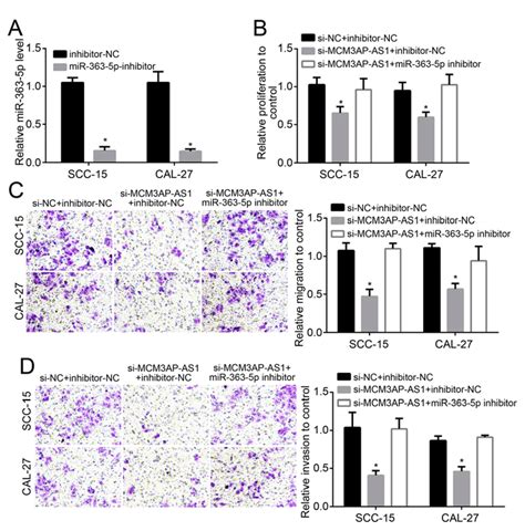 Reduced Proliferation Migration And Invasion Of Oscc Cells Induced By