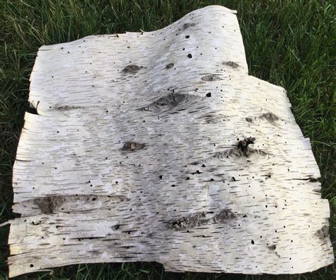 Real Birch Bark Pieces Large 3 Piece Set 15x1810x2013x18 Etsy Uk