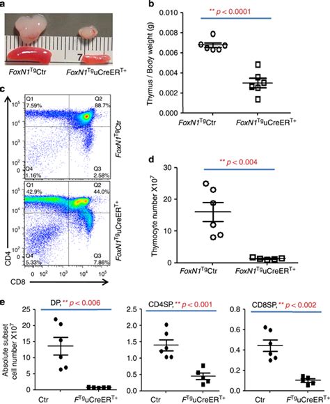 Creert Mediated Foxn1 Overexpression Reduced The Thymus And Spleen