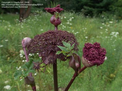 Plantfiles Pictures Angelica Species Giant Angelica Korean Angelica