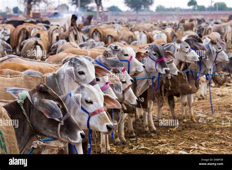 Nagaur Cattle Fair, Nagaur, Rajasthan, India Stock Photo - Alamy