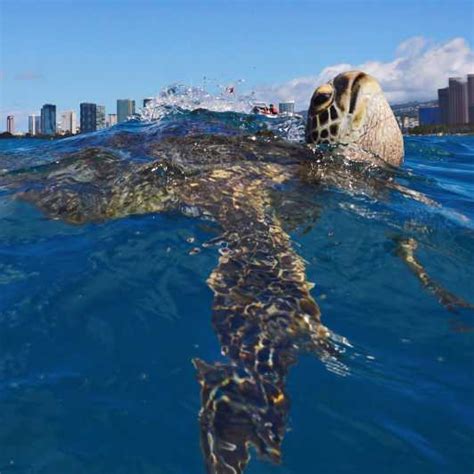 Oahu Turtle Canyon Snorkeling Boat Tour Getyourguide