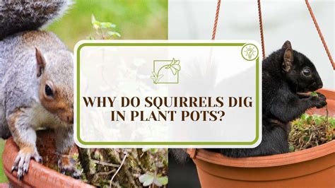 How To Keep Squirrels Out Of Potted Plants All You Need To Know