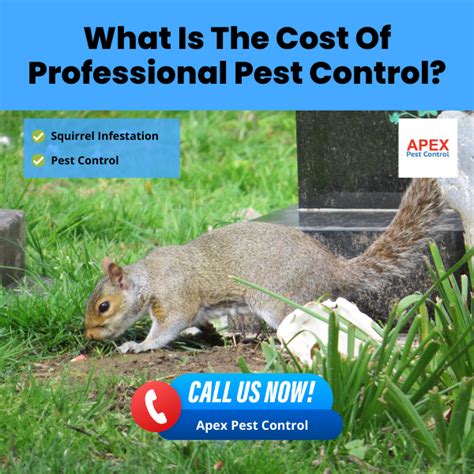 Uk Squirrel Pest Control Trusted Solutions