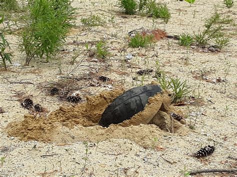 Snapping Turtle Eggs Hatching