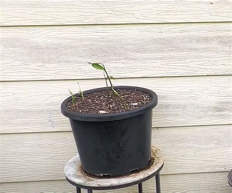 How To Grow Ginger From Store Bought Ginger In Containers Self