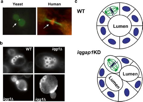 2 IQGAP1 Has A Conserved Role In Directed Cell Division And