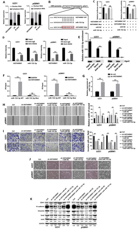 Hotairm1 Serves As A Molecular Sponge For Mir 153 5p A Hotairm1