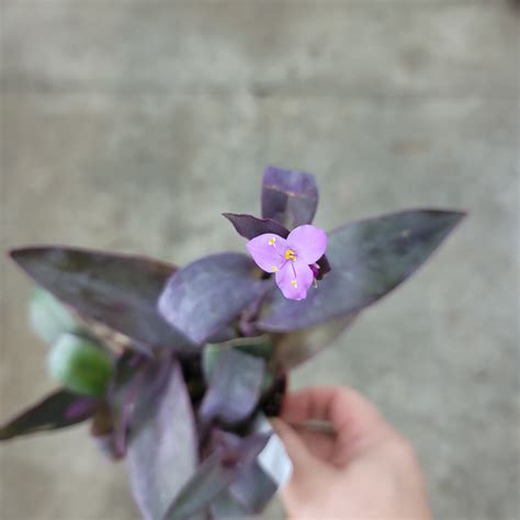 RESCUE PLANTS - Peace, Love & Happiness Club