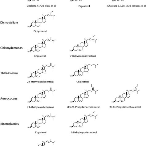 A Canonical Pathways Of Sterol Synthesis Leading To Land Plants