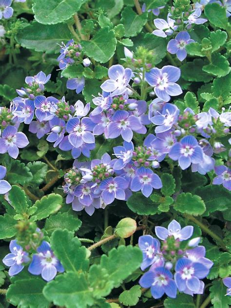 Veronica Blue Reflection Bluestone Perennials