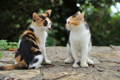 8 Facts You May Not Know About Calico Cats Petlife