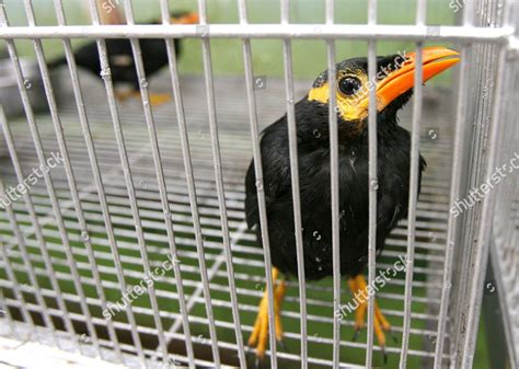 Confisiticated Palawan Hill Myna Pictured Cage Editorial Stock Photo