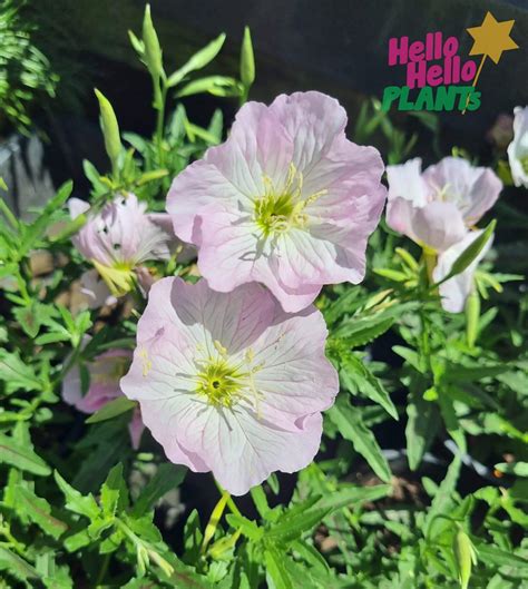 Oenothera 'Pink' Evening Primrose - Hello Hello Plants