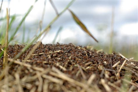 ant nest   stock photo freeimages