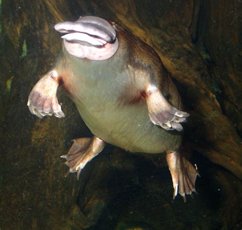 Animal Photo: Platypus, The Egg-Laying Mammal