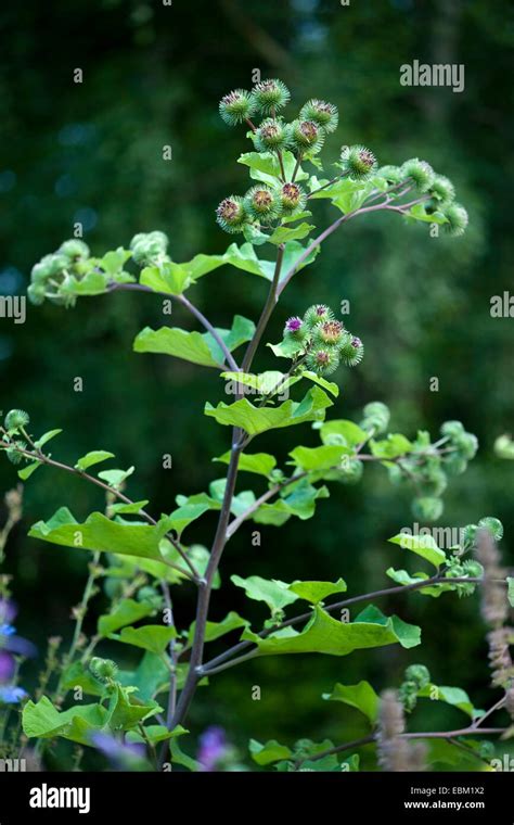 Greater Burdock Arctium Lappa Blooming Germany Stock Photo Alamy