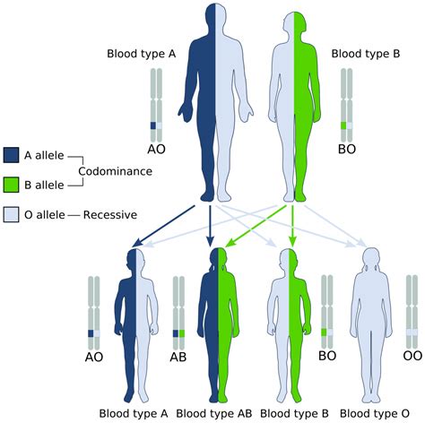 A Level Aqa Biology Notes Genetics Populations Evolution