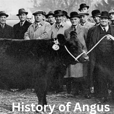 Black Angus Cattle History and Fascinating Facts Origen and History of angus cows