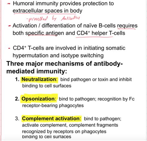 B Cell Mediated Immunity Flashcards Quizlet