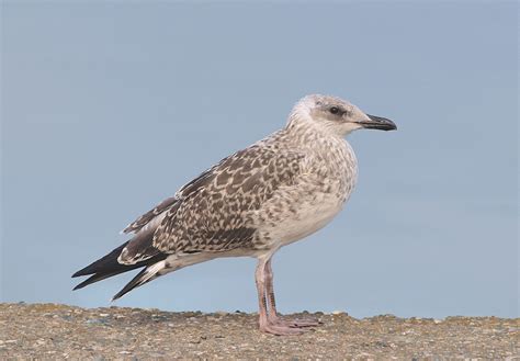 Juvenile Yellow-legged Gull | BirdForum