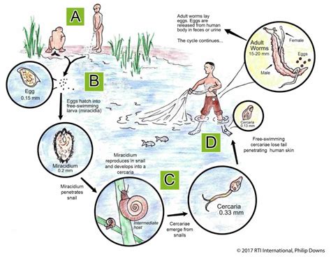 Figure 1 Schistosomiasis Transmission Cycle And Disease Control Entry