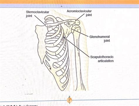 Shoulder Girdle Ch 9 Flashcards Quizlet