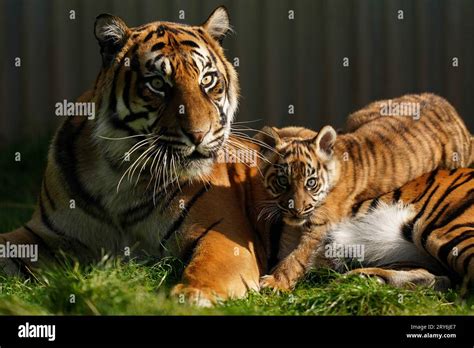 Three Month Old Sumatran Tiger Cub Lestari And Her Mother Dourga