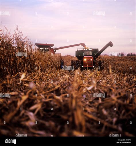 Agriculture A Case Combine Harvests Grain Corn At Dusk And Augers It