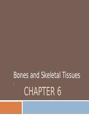 Chapter 06 Bones And Skeletal Tissue Bones And Skeletal Tissues