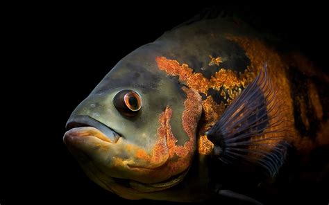 Cichlid Wallpapers Wallpaper Cave