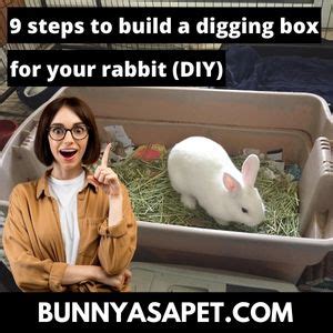 Steps To Build A Digging Box For Your Rabbit Diy Bunnyasapet