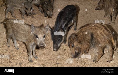 A family of wild boars with cubs resting.(Sus scrota Stock Photo - Alamy