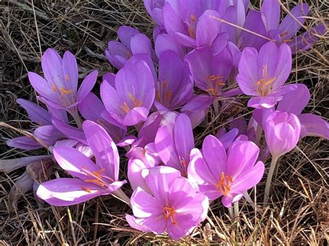 Why Not Devote A Portion Of Your Garden To Naturalizing Bulbs