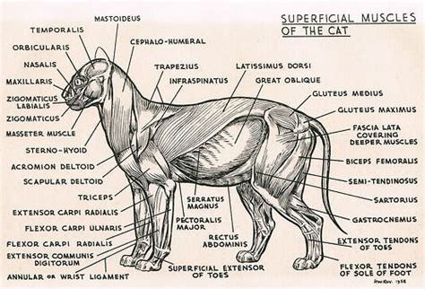 Cat Muscle Anatomy Labeled