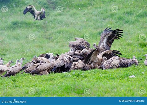 Tibetan sky burial editorial photo. Image of eagle, china - 26673786