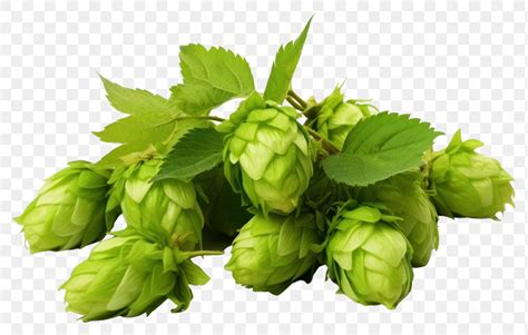 Png Green Hops Green Fruit Premium Png Rawpixel