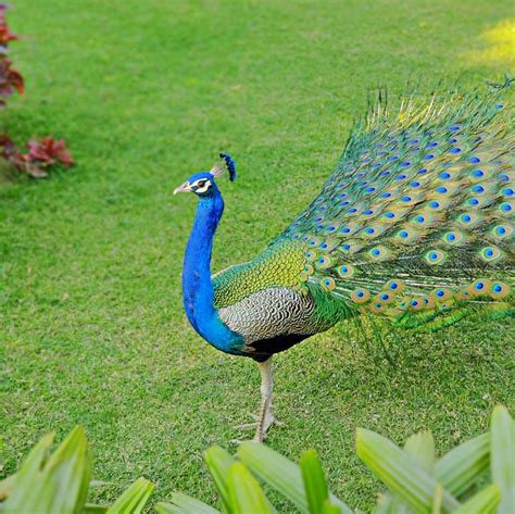 Peacock Bird Colorful Free Photo On Pixabay Pixabay