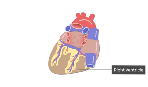 Heart Anatomy Posterior View