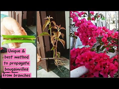 How To Propagate Bougainvillea Branches Bougainvillea Flowering Tips