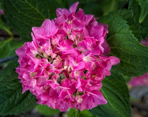 Hydrangea Macrophylla Lets Dance Rhythmic Blue 23W28 Bi Flickr